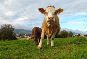 A close-up of a cow on a pasture facing the photographer. More grazing cows behind her.