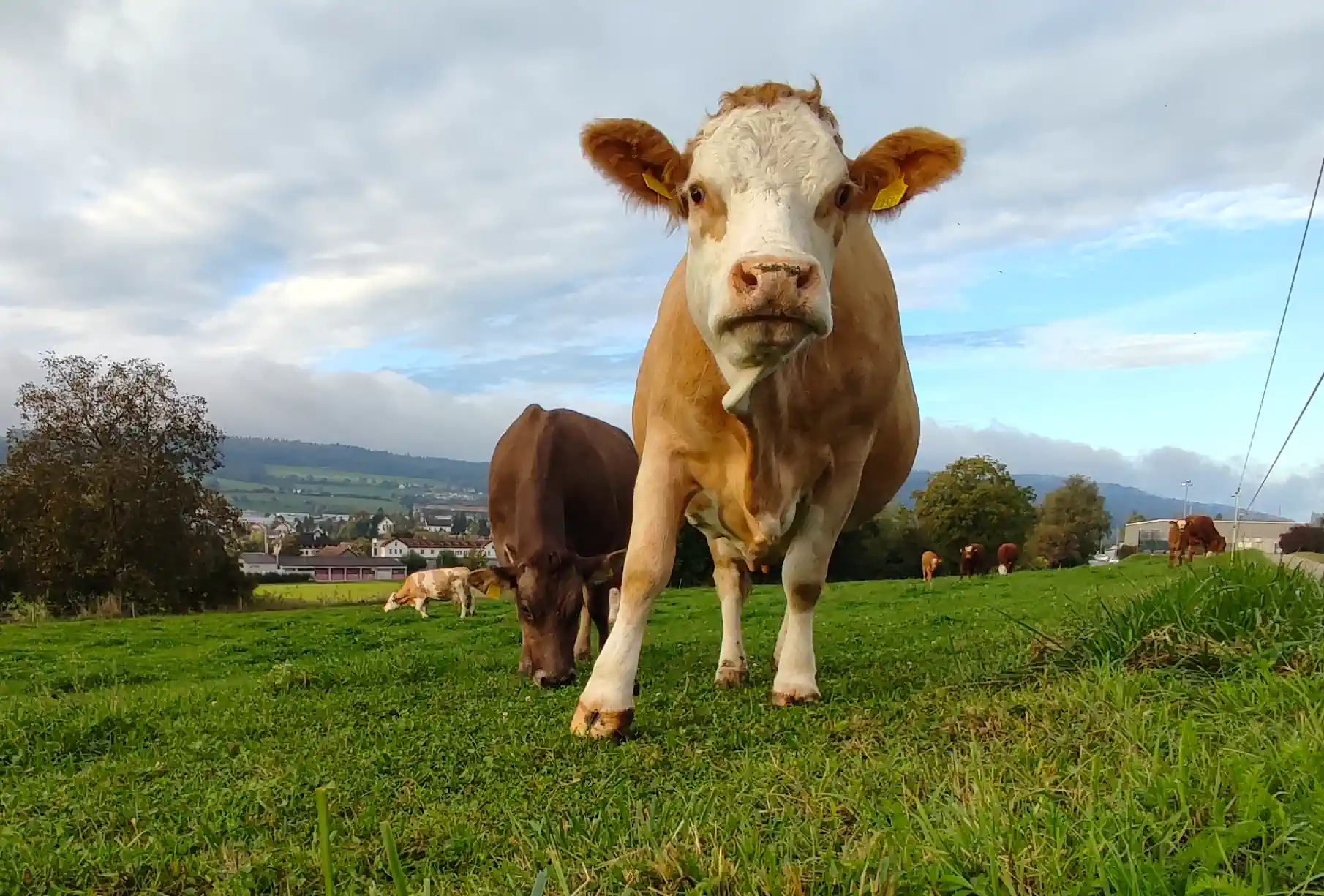 A close-up of a cow on a pasture facing the photographer. More grazing cows behind her.