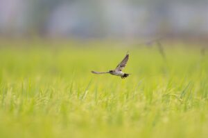 A bird soaring above a pasture